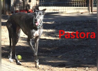 Pastora geb. 06/2021 (in Deutschland) - liebevolle und verschmuste, rauhaarige Traum-Galga!