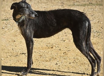 Pastora geb. 06/2021 (in Deutschland) - liebevolle und verschmuste, rauhaarige Traum-Galga!