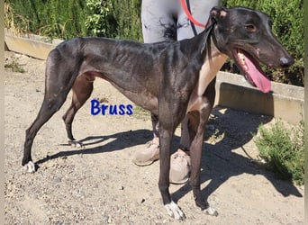 Bruss geb. 01/2023 (in Deutschland) - wunderschöner, sanfter Traumgalgo!