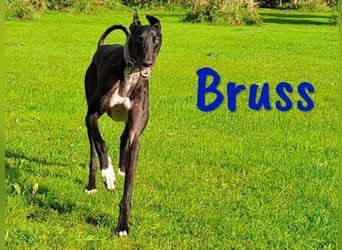 Bruss geb. 01/2023 (in Deutschland) - wunderschöner, sanfter Traumgalgo!