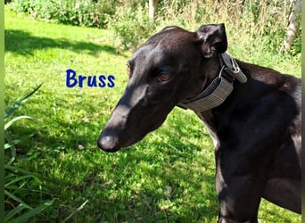 Bruss geb. 01/2023 (in Deutschland) - wunderschöner, sanfter Traumgalgo!