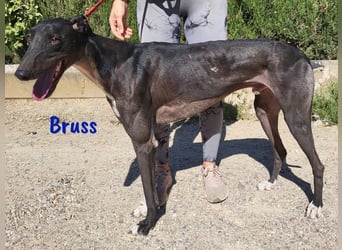 Bruss geb. 01/2023 (in Deutschland) - wunderschöner, sanfter Traumgalgo!