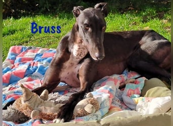 Bruss geb. 01/2023 (in Deutschland) - wunderschöner, sanfter Traumgalgo!