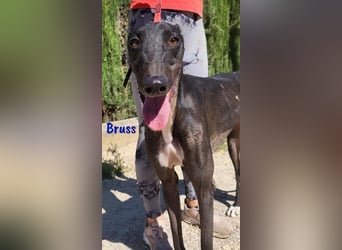 Bruss geb. 01/2023 (in Deutschland) - wunderschöner, sanfter Traumgalgo!