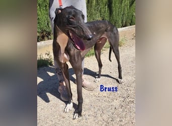 Bruss geb. 01/2023 (in Deutschland) - wunderschöner, sanfter Traumgalgo!