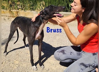 Bruss geb. 01/2023 (in Deutschland) - wunderschöner, sanfter Traumgalgo!