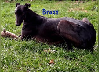 Bruss geb. 01/2023 (in Deutschland) - sanfter Traumgalgo!