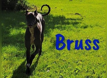 Bruss geb. 01/2023 (in Deutschland) - wunderschöner, sanfter Traumgalgo!