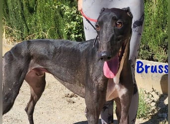 Bruss geb. 01/2023 (in Deutschland) - sanfter Traumgalgo!