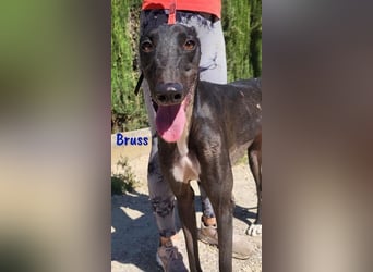 Bruss geb. 01/2023 (in Deutschland) - sanfter Traumgalgo!