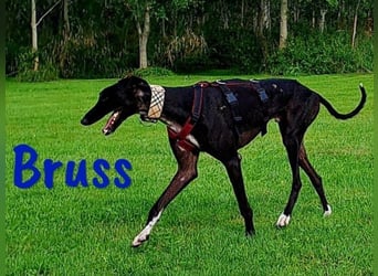 Bruss geb. 01/2023 (in Deutschland) - wunderschöner, sanfter Traumgalgo!