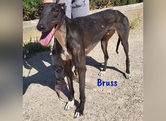 Bruss geb. 01/2023 (in Deutschland) - sanfter Traumgalgo!