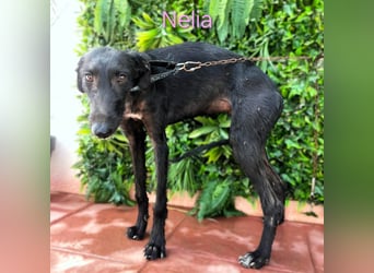 Nelia geb. 02/2025 (in Deutschland) -  neugieriges, verspieltes und fröhliches Galgo Mädchen!