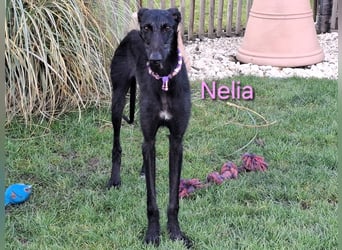 Nelia geb. 02/2025 (in Deutschland) -  neugieriges, verspieltes und fröhliches Galgo Mädchen!