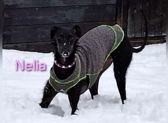 Nelia geb. 02/2025 (in Deutschland) -  neugieriges, verspieltes und fröhliches Galgo Mädchen!