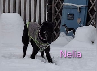 Nelia geb. 02/2025 (in Deutschland) -  neugieriges, verspieltes und fröhliches Galgo Mädchen!