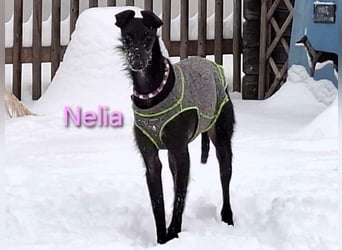 Nelia geb. 02/2025 (in Deutschland) -  neugieriges, verspieltes und fröhliches Galgo Mädchen!