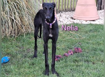 Nelia geb. 02/2025 (in Deutschland) -  neugieriges, verspieltes und fröhliches Galgo Mädchen!