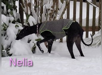 Nelia geb. 02/2025 (in Deutschland) -  neugieriges, verspieltes und fröhliches Galgo Mädchen!