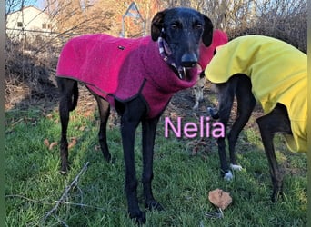 Nelia geb. 02/2025 (in Deutschland) -  neugieriges, verspieltes und fröhliches Galgo Mädchen!