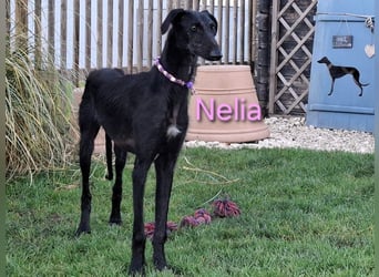 Nelia geb. 02/2025 (in Deutschland) -  neugieriges, verspieltes und fröhliches Galgo Mädchen!