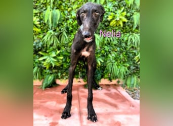 Nelia geb. 02/2025 (in Deutschland) -  neugieriges, verspieltes und fröhliches Galgo Mädchen!