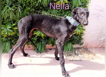Nelia geb. 02/2025 (in Deutschland) - liebes und fröhliches Galgo Mädchen!
