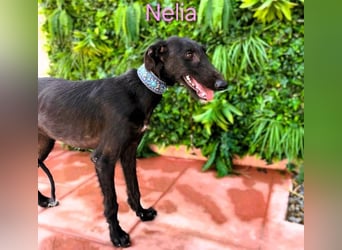 Nelia geb. 02/2025 (in Deutschland) -  neugieriges, verspieltes und fröhliches Galgo Mädchen!