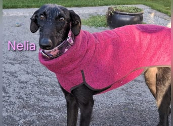 Nelia geb. 02/2025 (in Deutschland) -  neugieriges, verspieltes und fröhliches Galgo Mädchen!