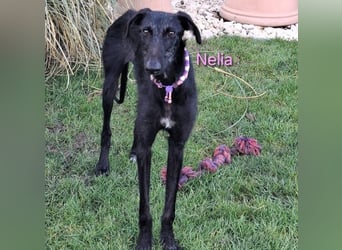 Nelia geb. 02/2025 (in Deutschland) -  neugieriges, verspieltes und fröhliches Galgo Mädchen!