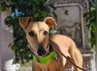 Ken ist freundlich, eher ruhig, braucht anfangs Zeit