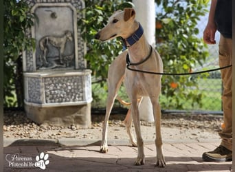 Lulea ist fröhlich und verschmust, braucht anfangs Zeit