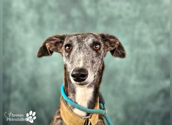 Lambada braucht Zeit und Geduld