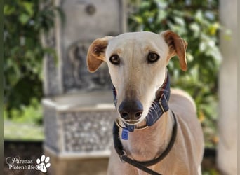 Lulea ist fröhlich und verschmust, braucht anfangs Zeit