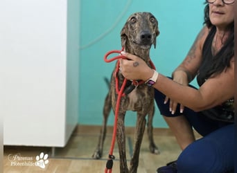 Valais ist ein offener Galgo, verschmust, menschenbezogen, unkompliziert