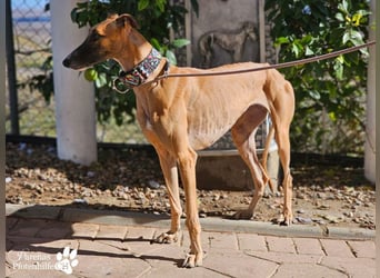 Kanoa ist eine wunderschöne Galga, anfangs ist sie unsicher