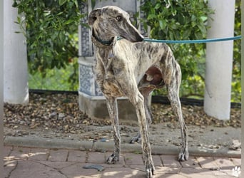 Manfred ist ein fröhlicher Galgo, anfangs schüchtern