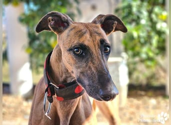 Kiki ist fröhlich und verspielt, anfangs schüchtern