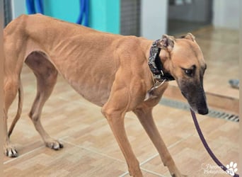 Kanoa ist jung,  verschmust, anfangs etwas zurückhaltend