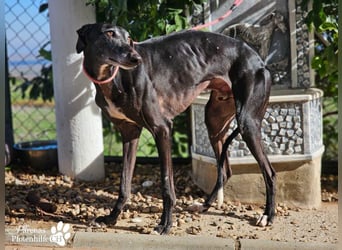 Kazar ist freundlich und verspielt, anfangs unterwürfig