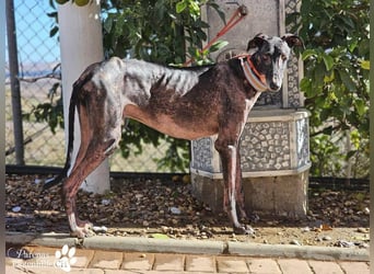 Kazim ist fröhlich, verschmust, ruhig und ausgeglichen