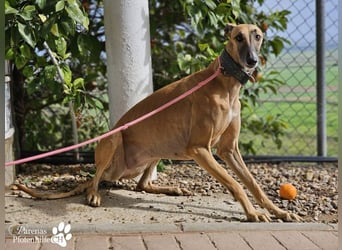 Kanoa ist eine wunderschöne Galga, anfangs ist sie unsicher