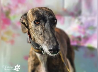 Holidays ist bereits in Deutschland