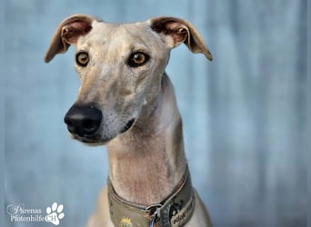 Lars ist ein fröhlicher Galgorüde mit einem sanften Herz