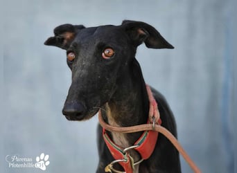 Huelva, bereits auf PS in Deutschland (Raum Darmstadt)