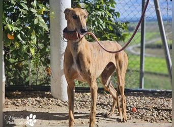 Lancelot ist ein sanfter Galgorüde