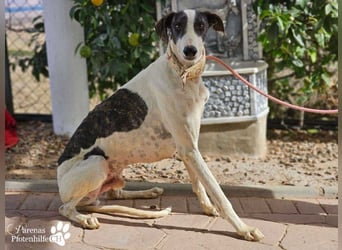 Jamal ist fröhlich und menschenbezogen, anfangs unterwürfig