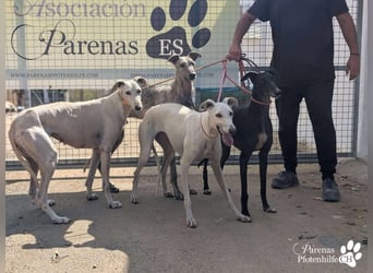 Jana ist derzeit noch schüchtern und unsicher