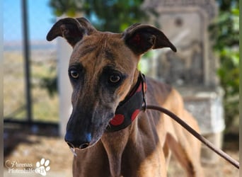 Kiki ist fröhlich und verspielt, anfangs schüchtern