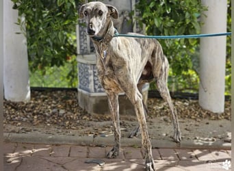 Manfred ist ein fröhlicher Galgo, anfangs schüchtern